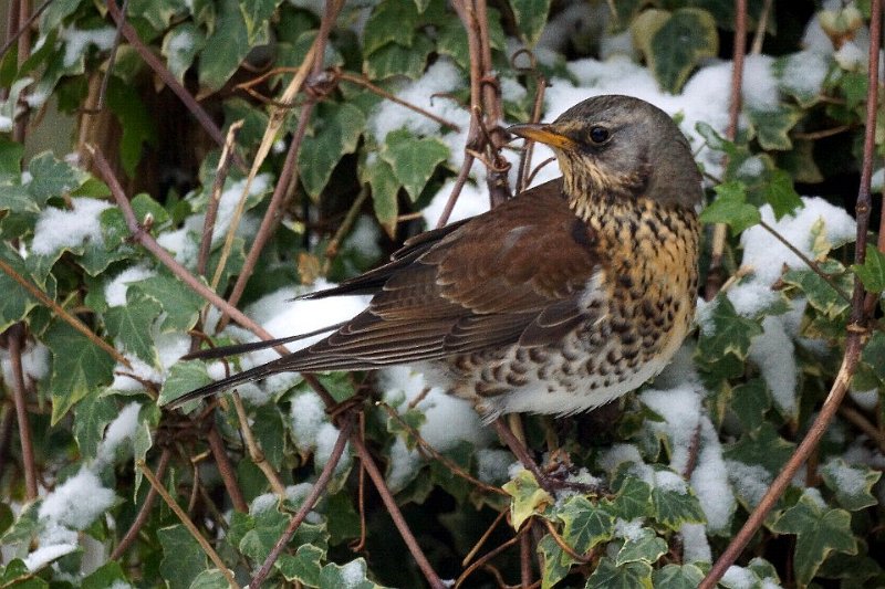 Kramsvogel 12